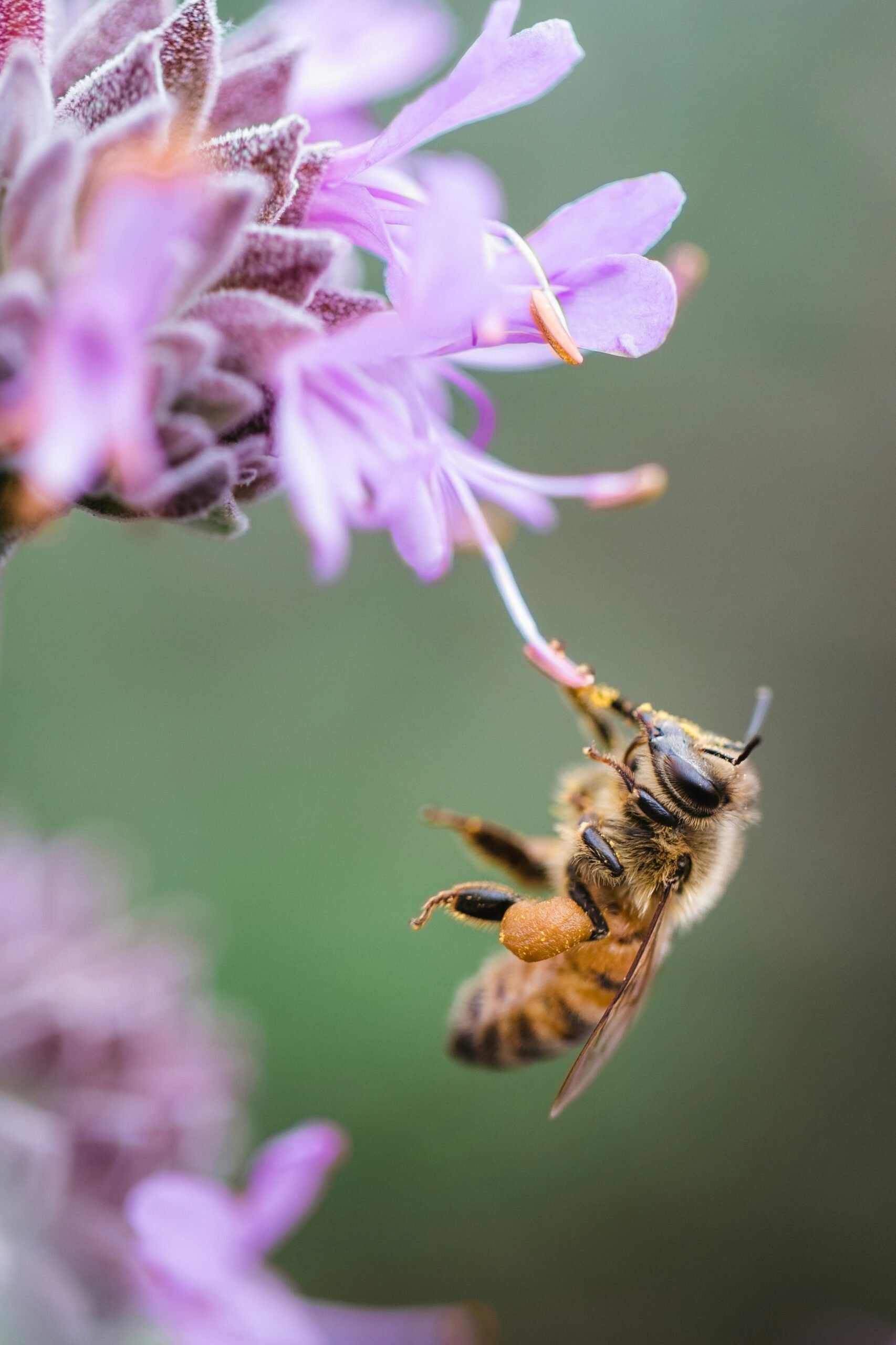 Een diervriendelijke tuin: Zo vergroot je de biodiversiteit 